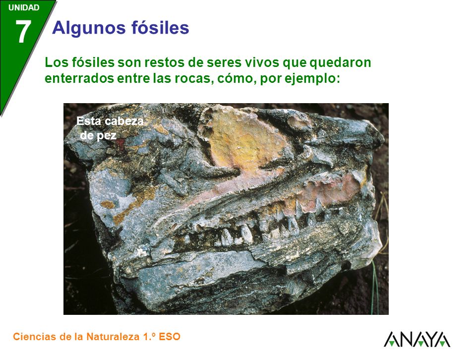 Los fósiles son restos de seres vivos que quedaron enterrados entre las rocas, cómo, por ejemplo: