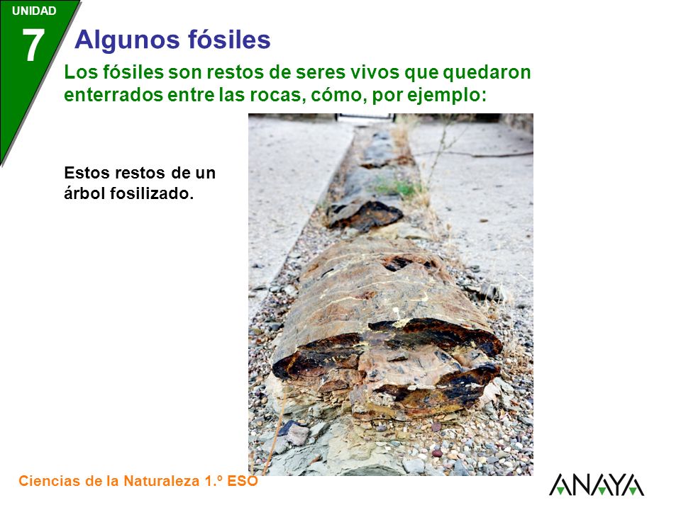 Los fósiles son restos de seres vivos que quedaron enterrados entre las rocas, cómo, por ejemplo: