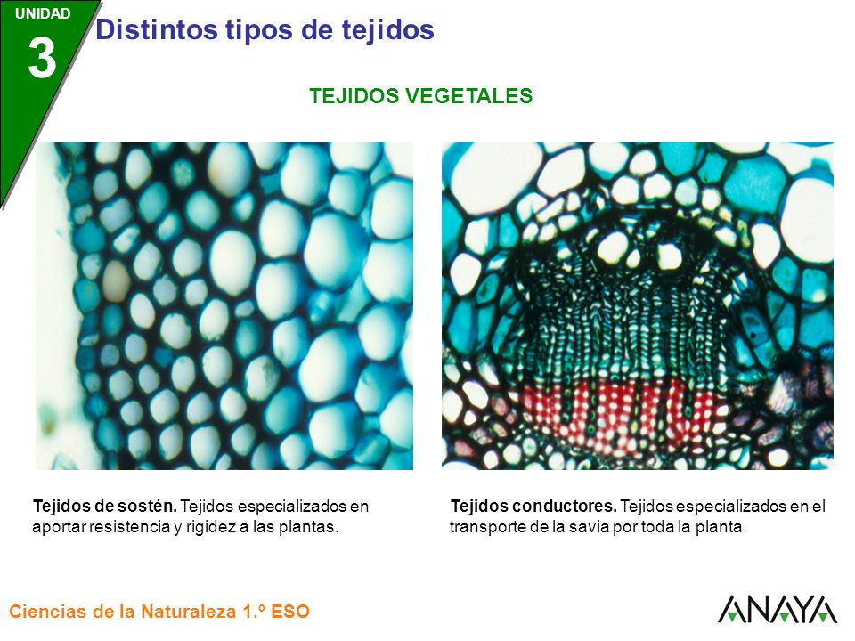 TEJIDOS VEGETALES Tejidos de sostén. Tejidos especializados en aportar resistencia y rigidez a las plantas.