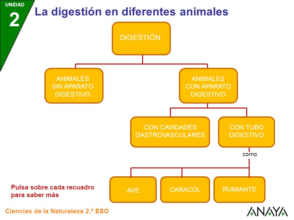 La digestión en diferentes animales