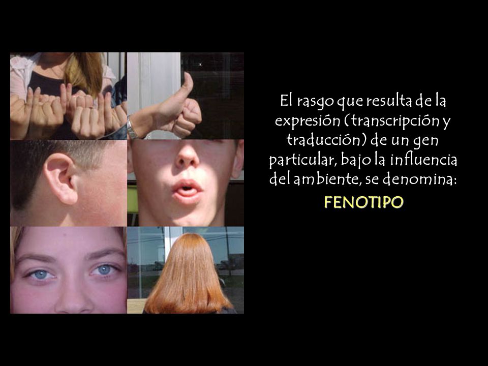 El rasgo que resulta de la expresión (transcripción y traducción) de un gen particular, bajo la influencia del ambiente, se denomina: