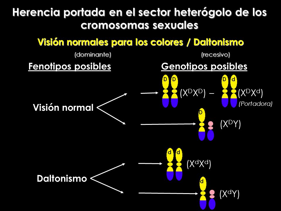 Herencia portada en el sector heterógolo de los cromosomas sexuales