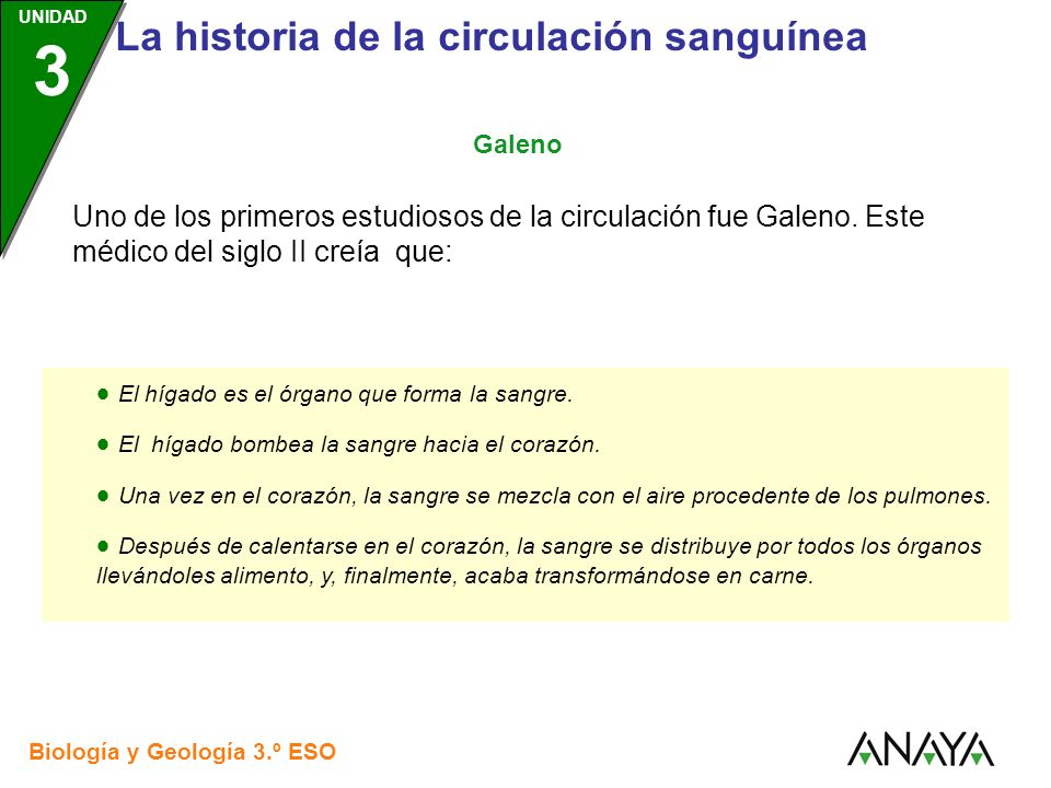  El hígado es el órgano que forma la sangre.