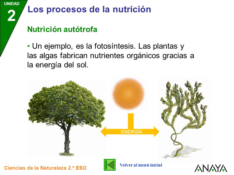 Los procesos de la nutrición