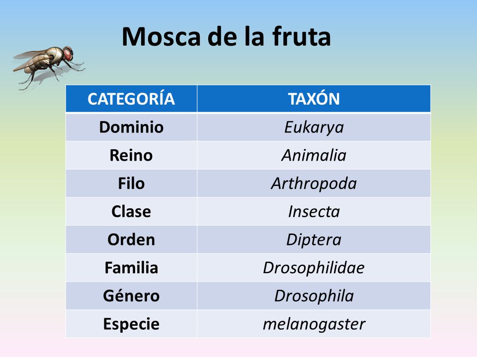 Mosca de la fruta CATEGORÍA TAXÓN Dominio Eukarya Reino Animalia Filo