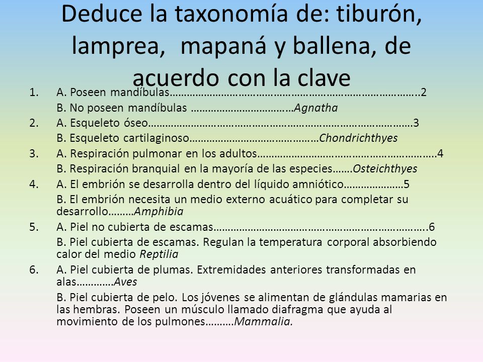 Deduce la taxonomía de: tiburón, lamprea, mapaná y ballena, de acuerdo con la clave