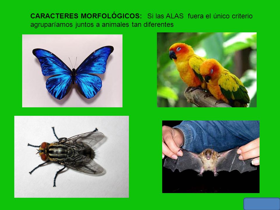 CARACTERES MORFOLÓGICOS: Si las ALAS fuera el único criterio agruparíamos juntos a animales tan diferentes