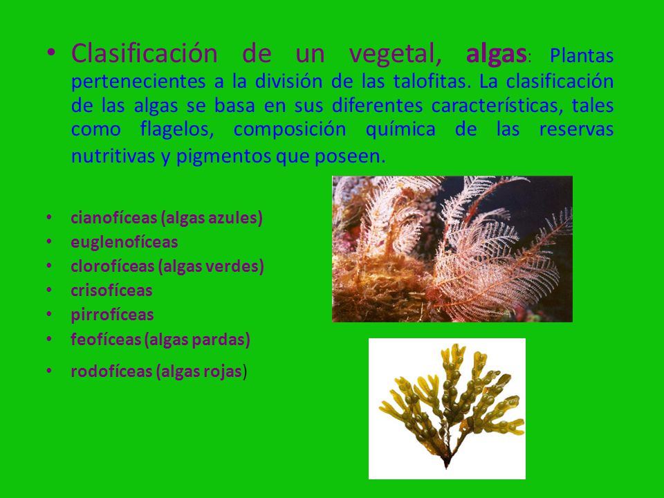 Clasificación de un vegetal, algas: Plantas pertenecientes a la división de las talofitas. La clasificación de las algas se basa en sus diferentes características, tales como flagelos, composición química de las reservas nutritivas y pigmentos que poseen.
