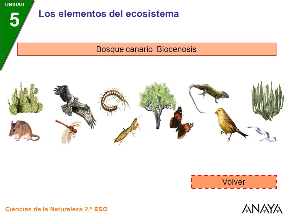 Bosque canario. Biocenosis