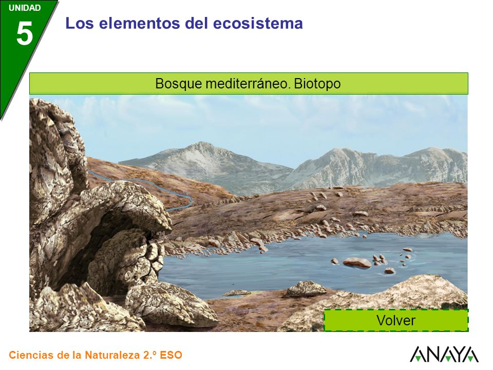 Bosque mediterráneo. Biotopo