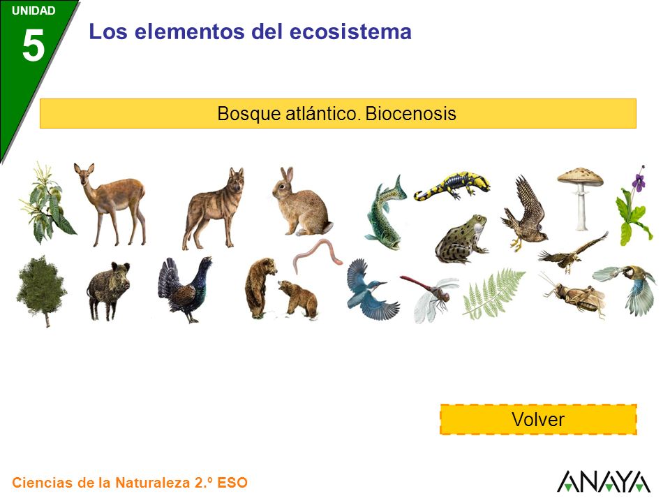 Bosque atlántico. Biocenosis