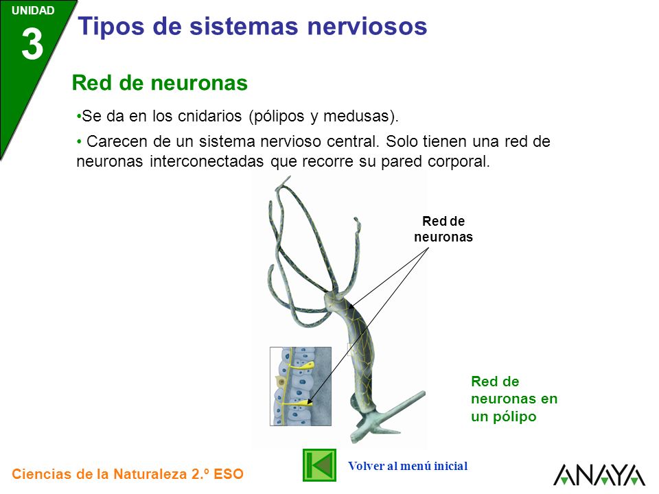 Tipos de sistemas nerviosos