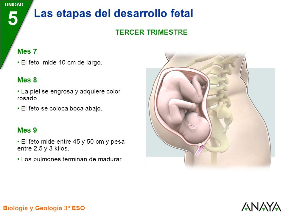 5 Las etapas del desarrollo fetal TERCER TRIMESTRE Mes 7 Mes 8 Mes 9
