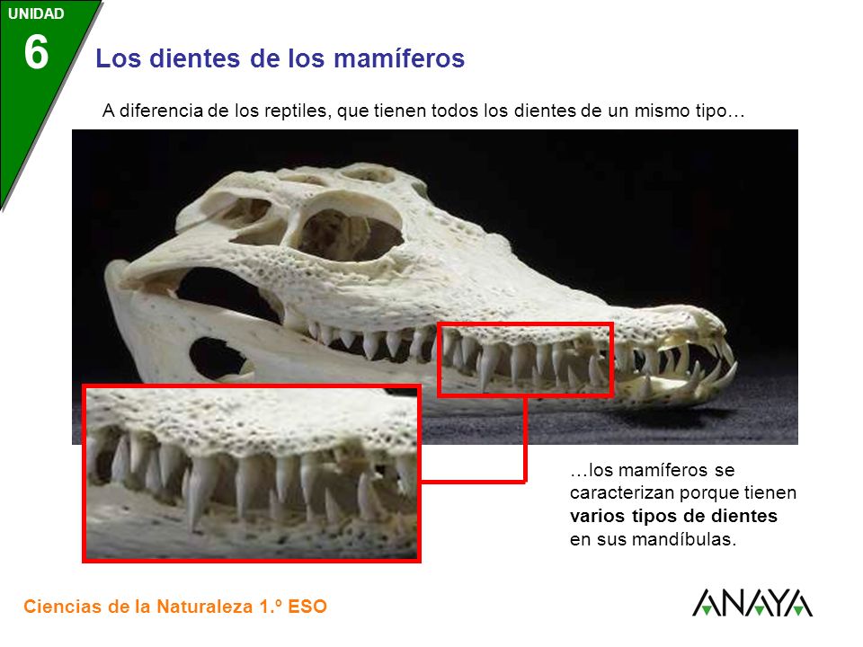 A diferencia de los reptiles, que tienen todos los dientes de un mismo tipo…