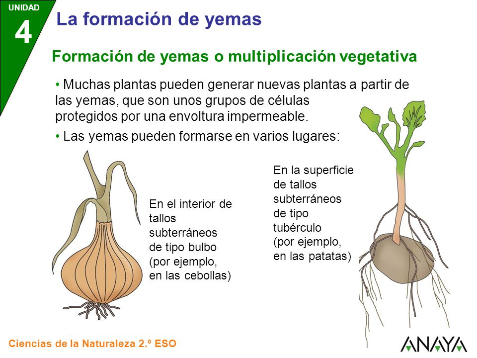 La formación de yemas Formación de yemas o multiplicación vegetativa