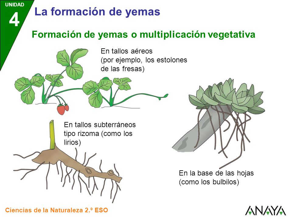La formación de yemas Formación de yemas o multiplicación vegetativa
