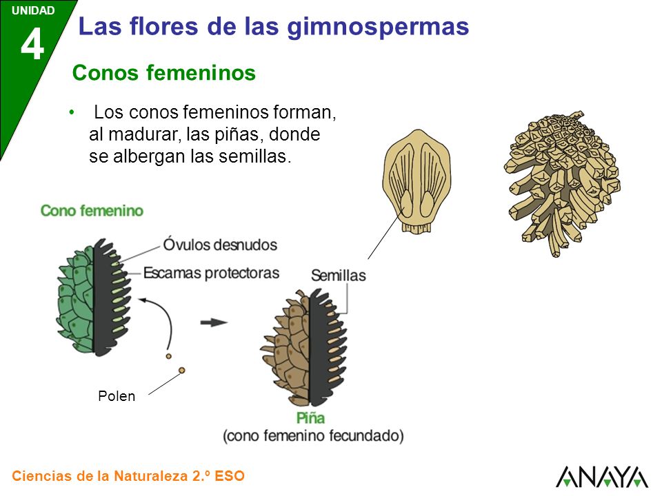 Las flores de las gimnospermas