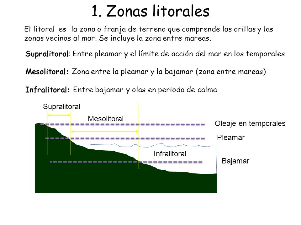 1. Zonas litorales El litoral es la zona o franja de terreno que comprende las orillas y las zonas vecinas al mar. Se incluye la zona entre mareas.