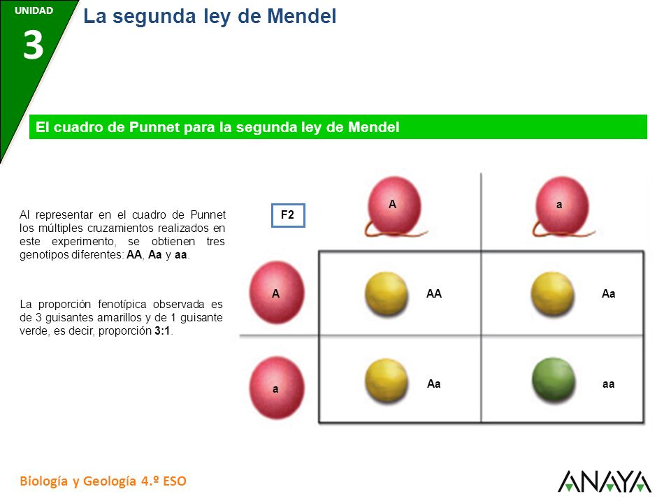 LA SEGUNDA LEY DE MENDEL - ppt descargar