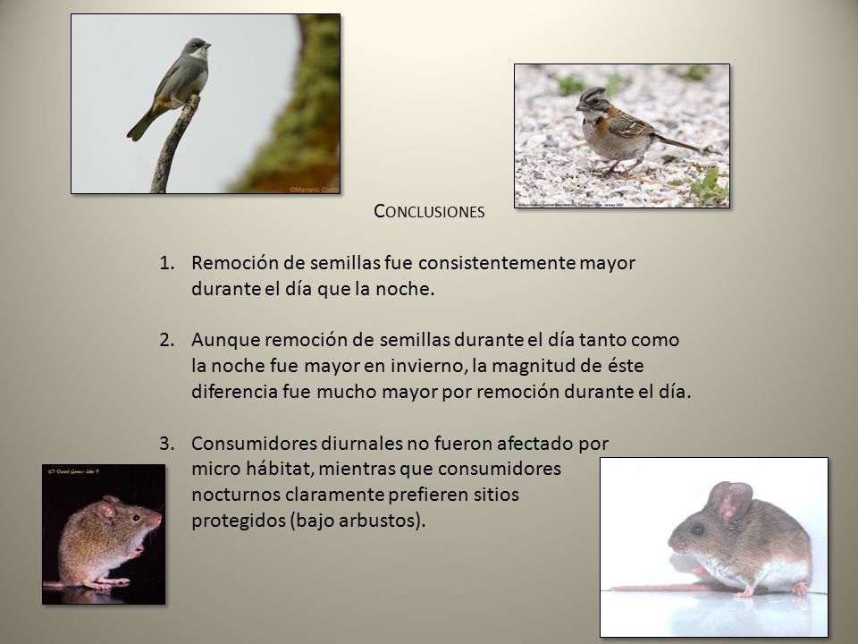 Conclusiones Remoción de semillas fue consistentemente mayor durante el día que la noche.