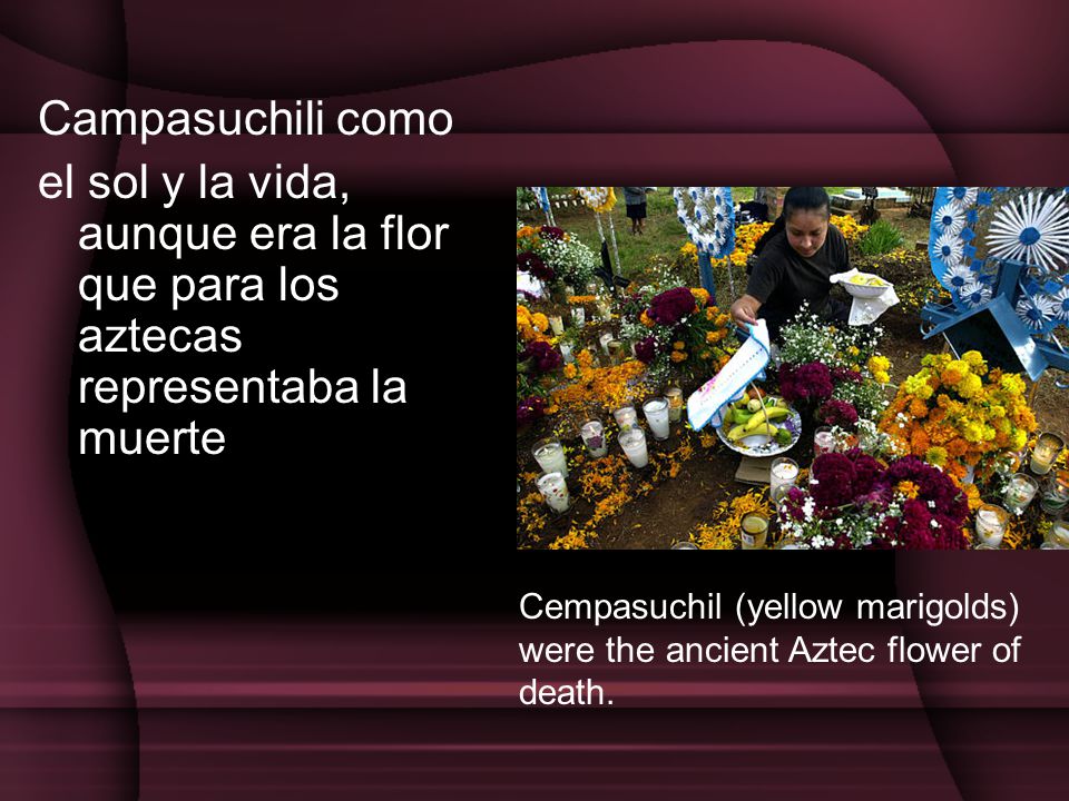 Campasuchili como el sol y la vida, aunque era la flor que para los aztecas representaba la muerte.
