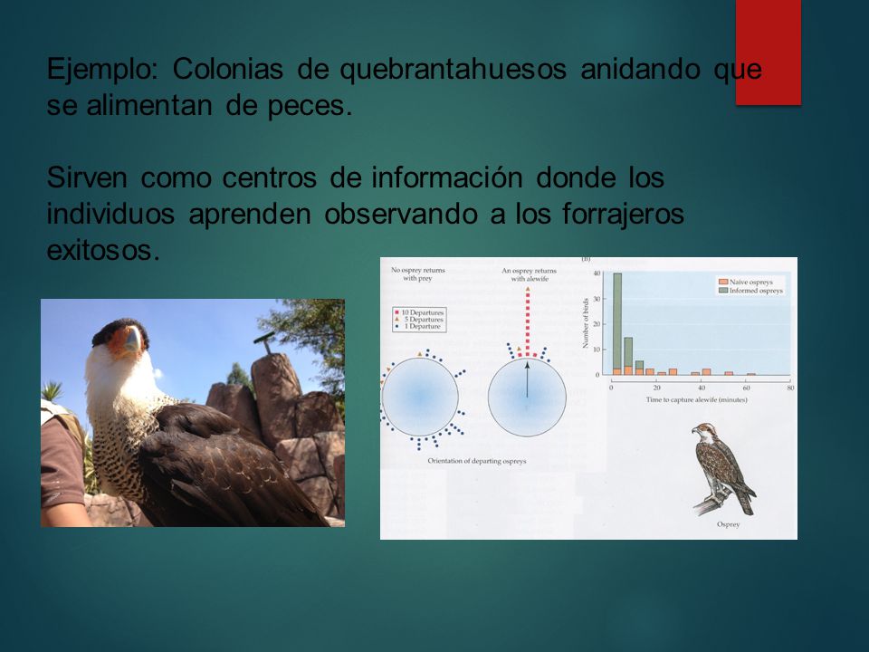 Ejemplo: Colonias de quebrantahuesos anidando que se alimentan de peces.
