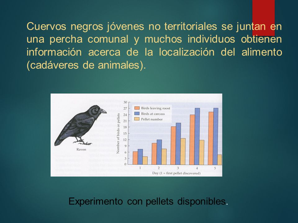 Cuervos negros jóvenes no territoriales se juntan en una percha comunal y muchos individuos obtienen información acerca de la localización del alimento (cadáveres de animales).