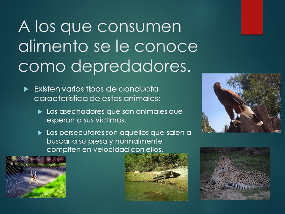 A los que consumen alimento se le conoce como depredadores.
