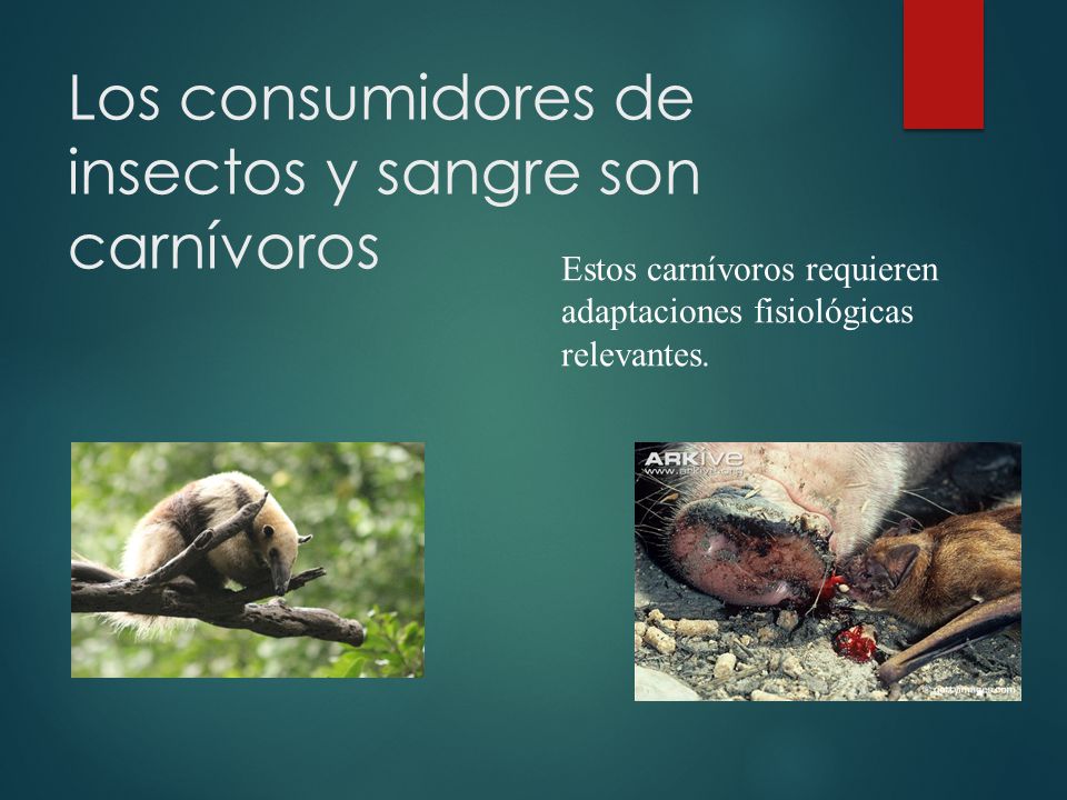 Los consumidores de insectos y sangre son carnívoros