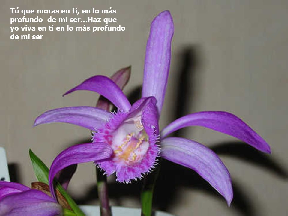Tú que moras en ti, en lo más profundo de mi ser…Haz que yo viva en ti en lo más profundo de mi ser