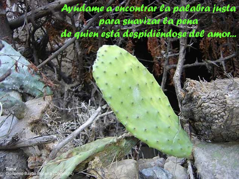 Ayúdame a encontrar la palabra justa para suavizar la pena