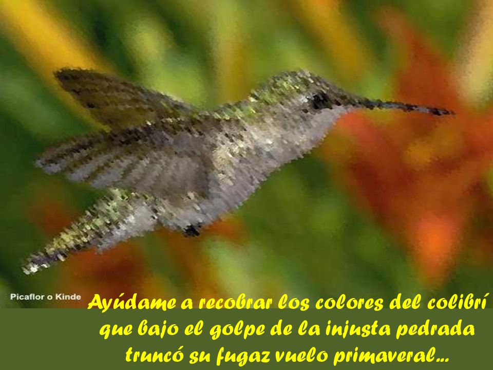 Ayúdame a recobrar los colores del colibrí