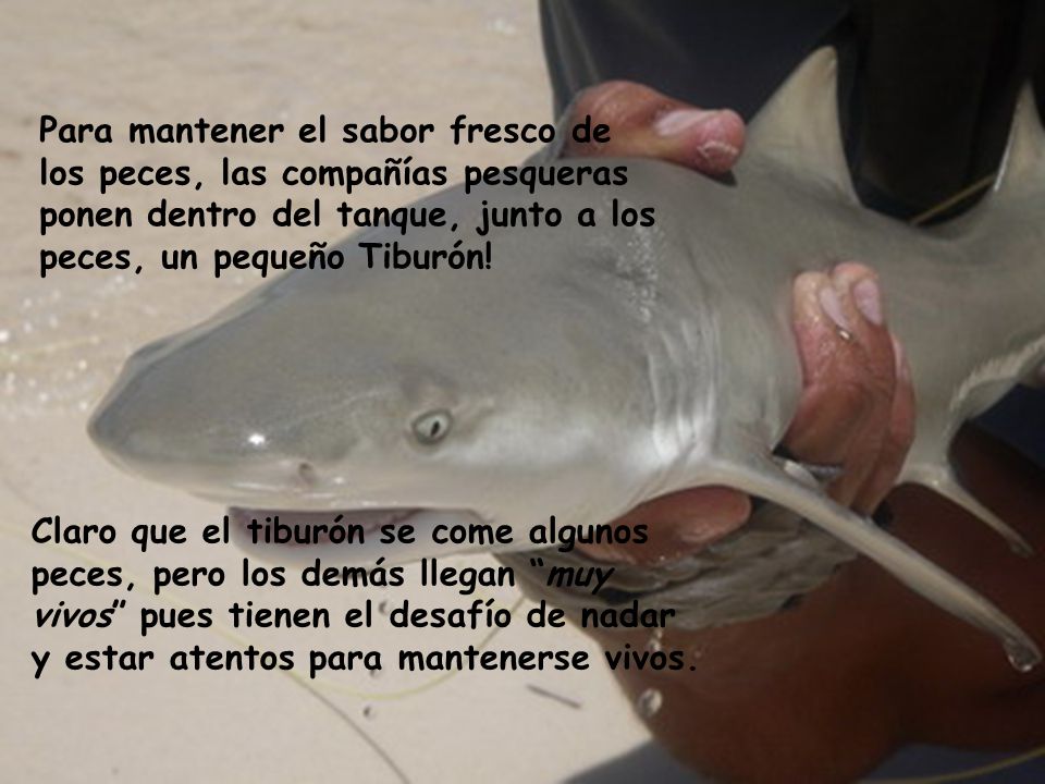 Para mantener el sabor fresco de los peces, las compañías pesqueras ponen dentro del tanque, junto a los peces, un pequeño Tiburón!