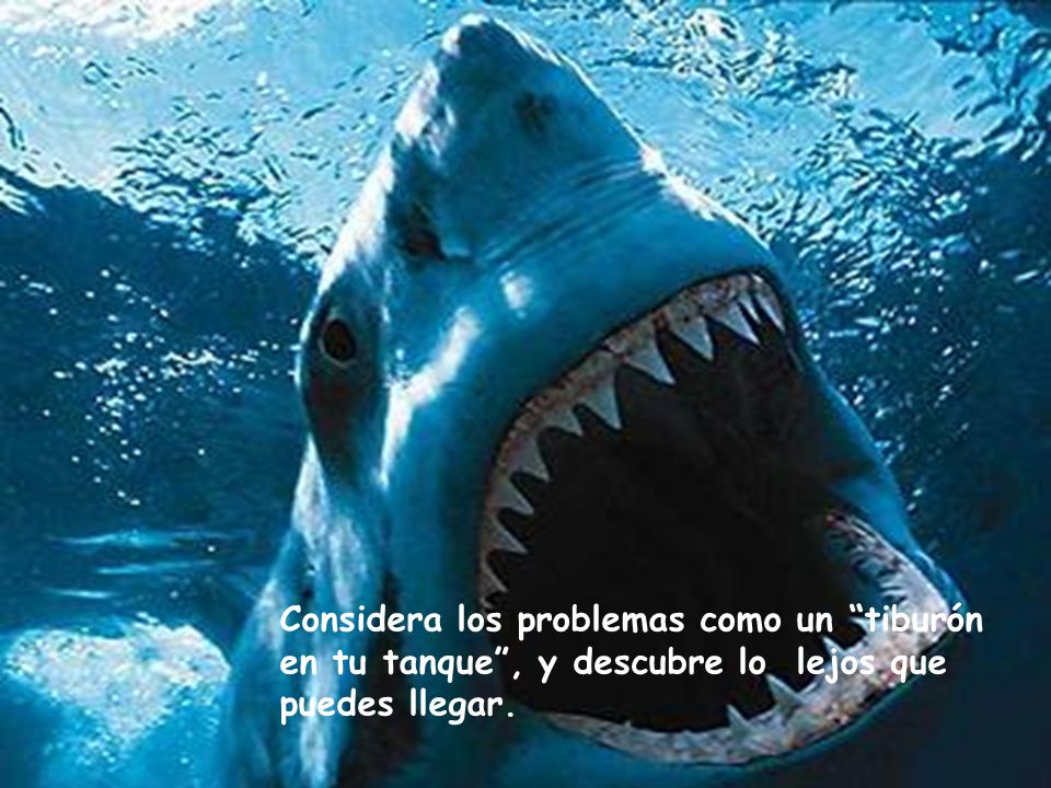 Considera los problemas como un tiburón en tu tanque , y descubre lo lejos que puedes llegar.