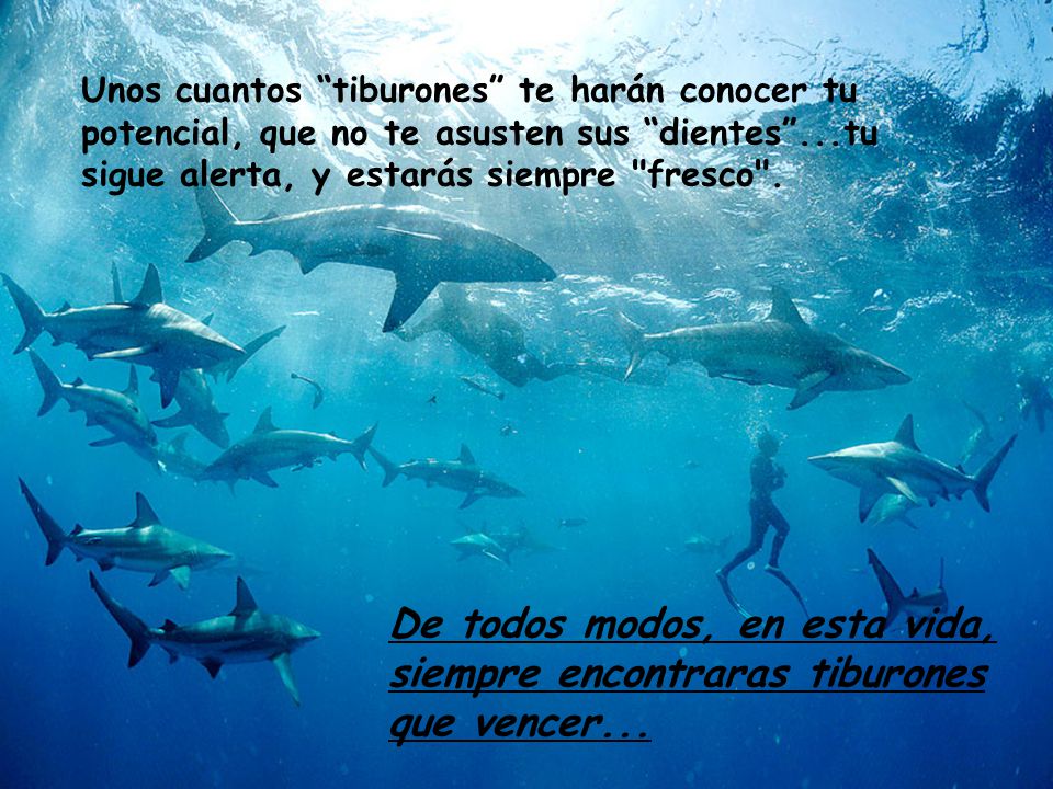Unos cuantos tiburones te harán conocer tu potencial, que no te asusten sus dientes ...tu sigue alerta, y estarás siempre fresco .