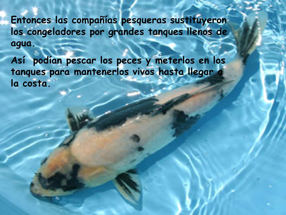 Entonces las compañías pesqueras sustituyeron los congeladores por grandes tanques llenos de agua.