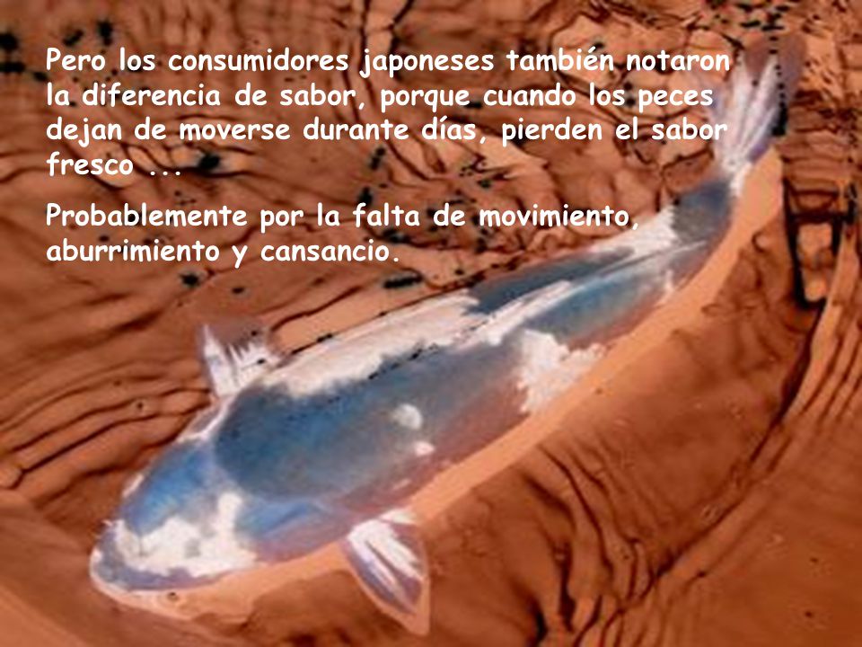 Pero los consumidores japoneses también notaron la diferencia de sabor, porque cuando los peces dejan de moverse durante días, pierden el sabor fresco ...