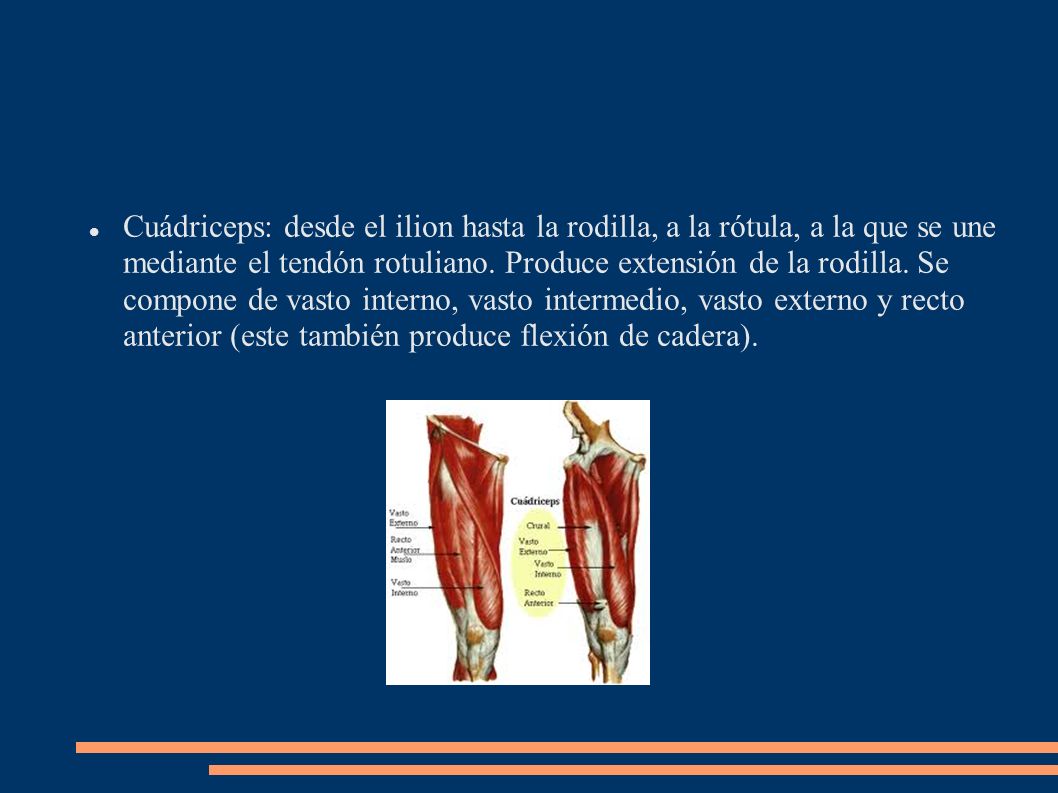 Cuádriceps: desde el ilion hasta la rodilla, a la rótula, a la que se une mediante el tendón rotuliano.