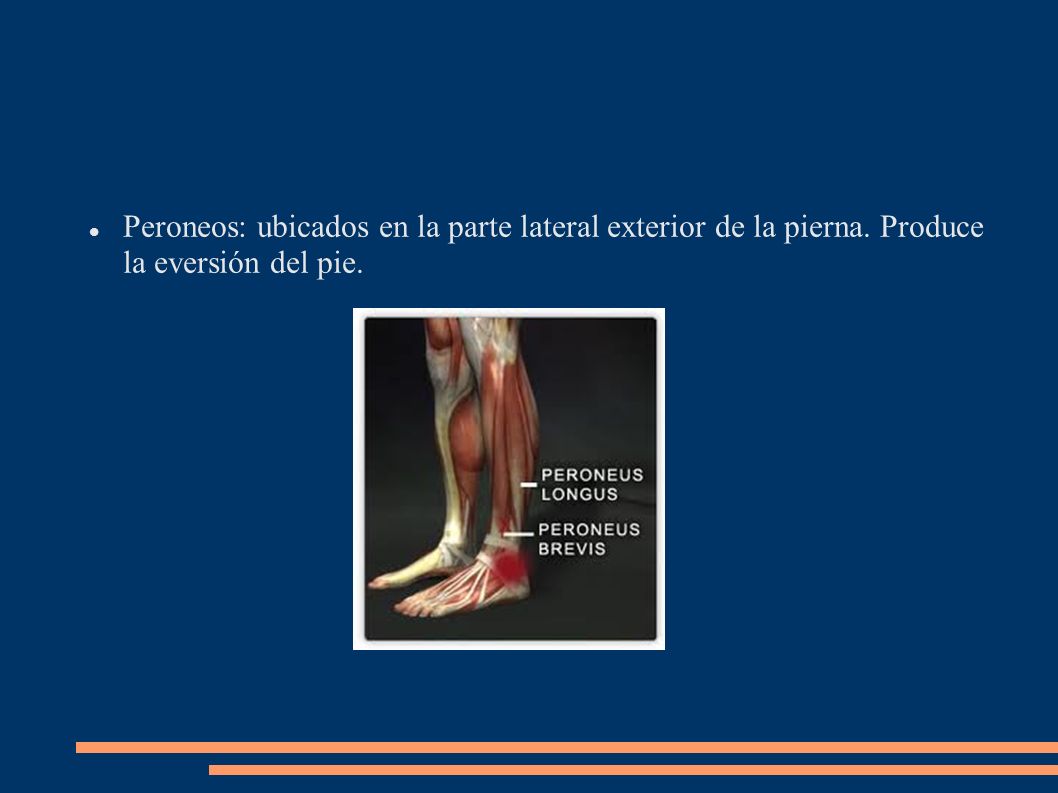 Peroneos: ubicados en la parte lateral exterior de la pierna