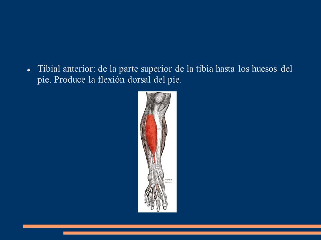 Tibial anterior: de la parte superior de la tibia hasta los huesos del pie.