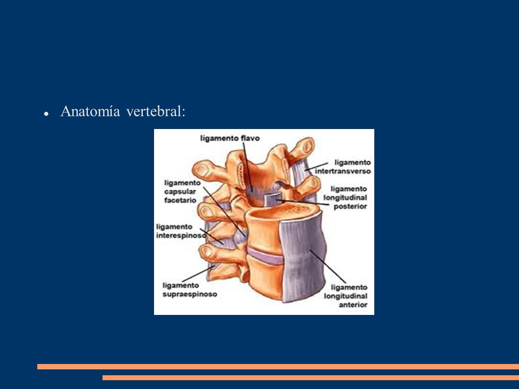 Anatomía vertebral: