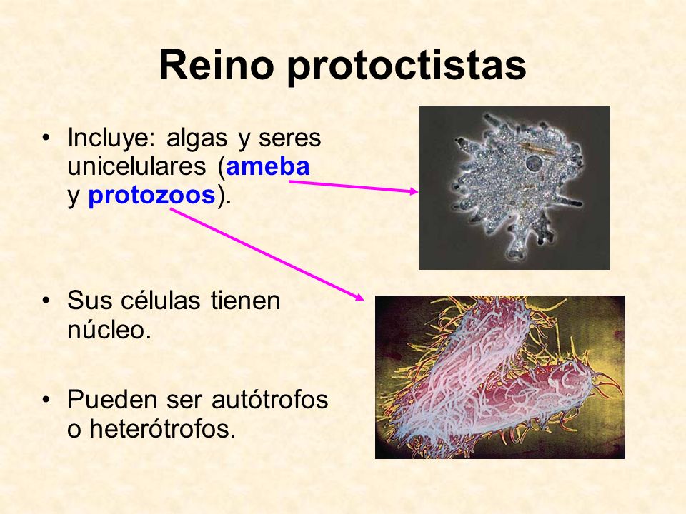 Reino protoctistas Incluye: algas y seres unicelulares (ameba y protozoos). Sus células tienen núcleo.