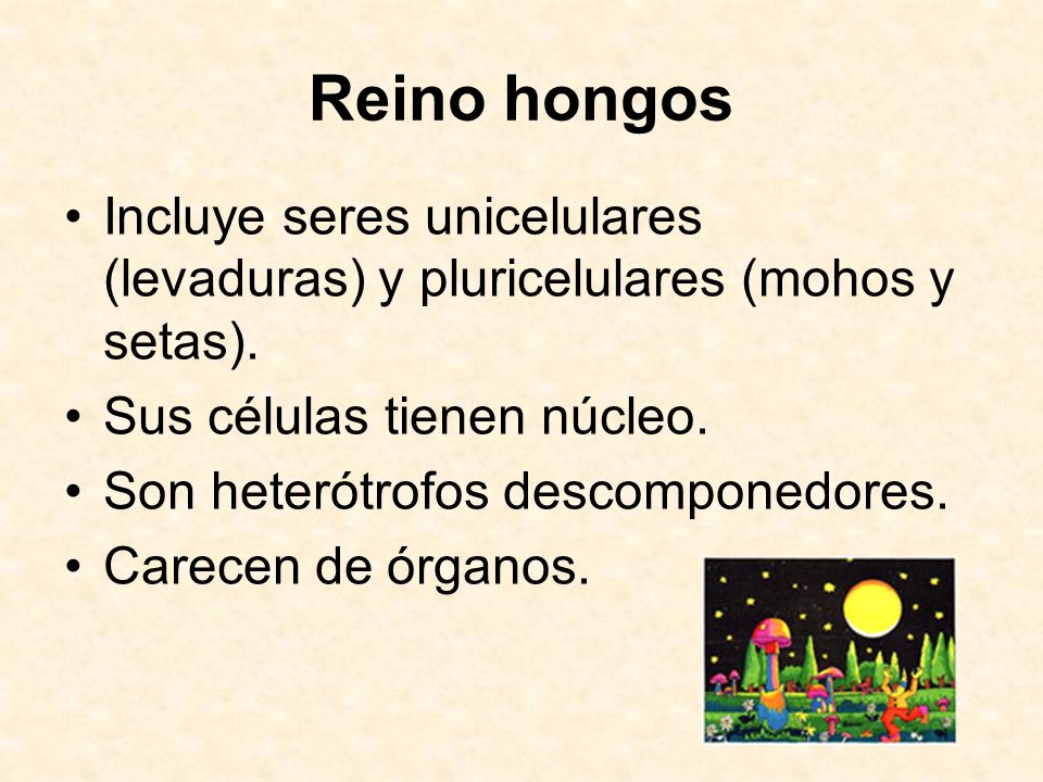 Reino hongos Incluye seres unicelulares (levaduras) y pluricelulares (mohos y setas). Sus células tienen núcleo.