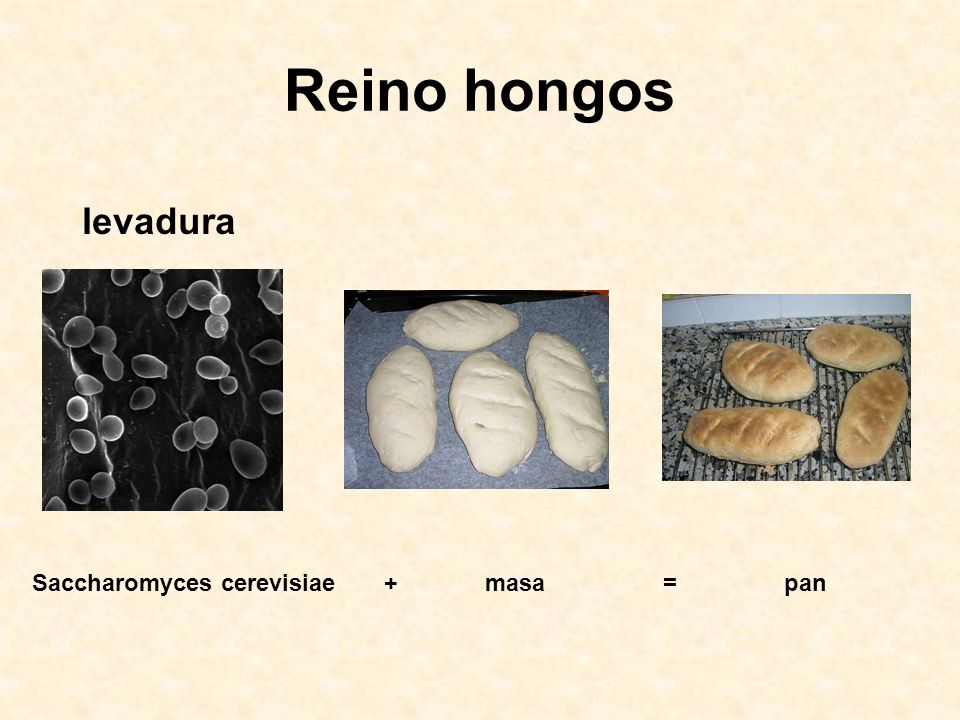 Reino hongos levadura Saccharomyces cerevisiae + masa = pan