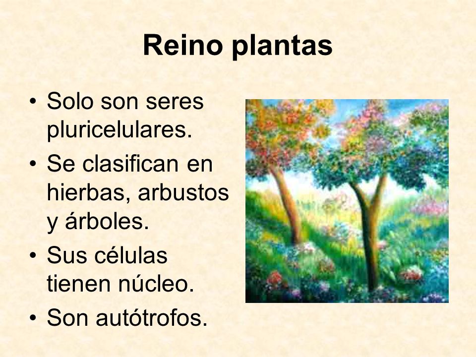 Reino plantas Solo son seres pluricelulares.