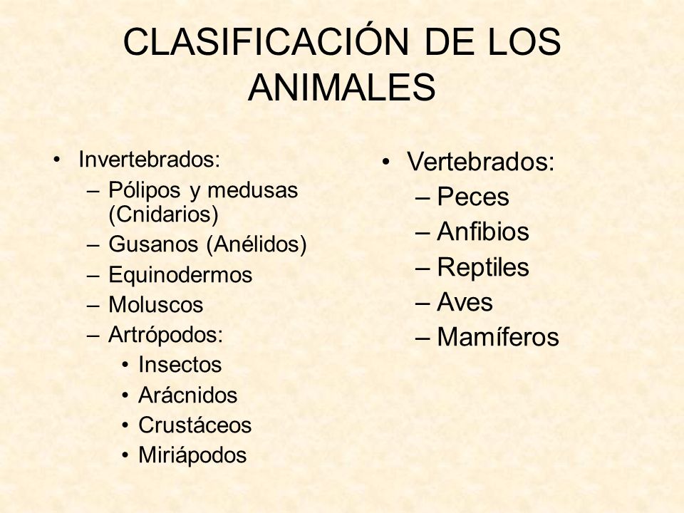 CLASIFICACIÓN DE LOS ANIMALES
