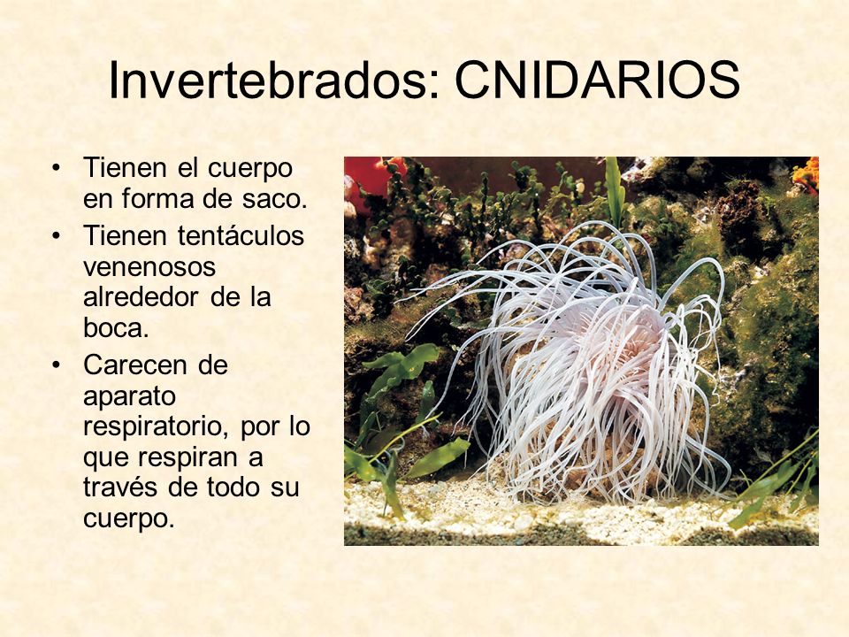 Invertebrados: CNIDARIOS