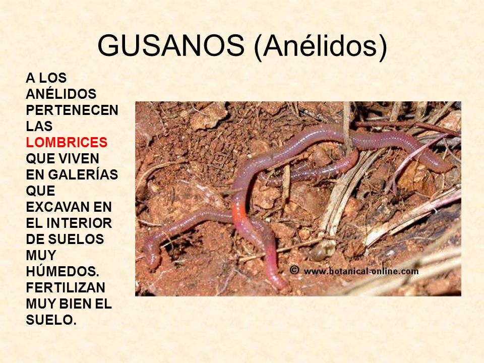 GUSANOS (Anélidos)