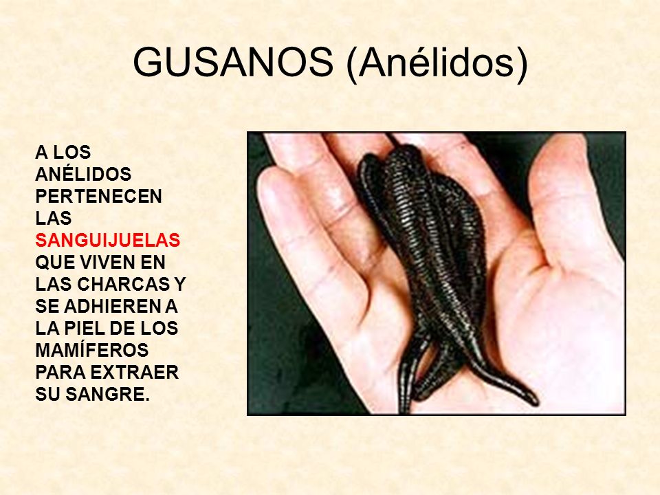 GUSANOS (Anélidos)