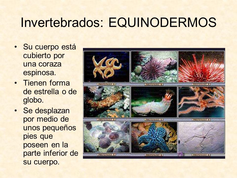 Invertebrados: EQUINODERMOS